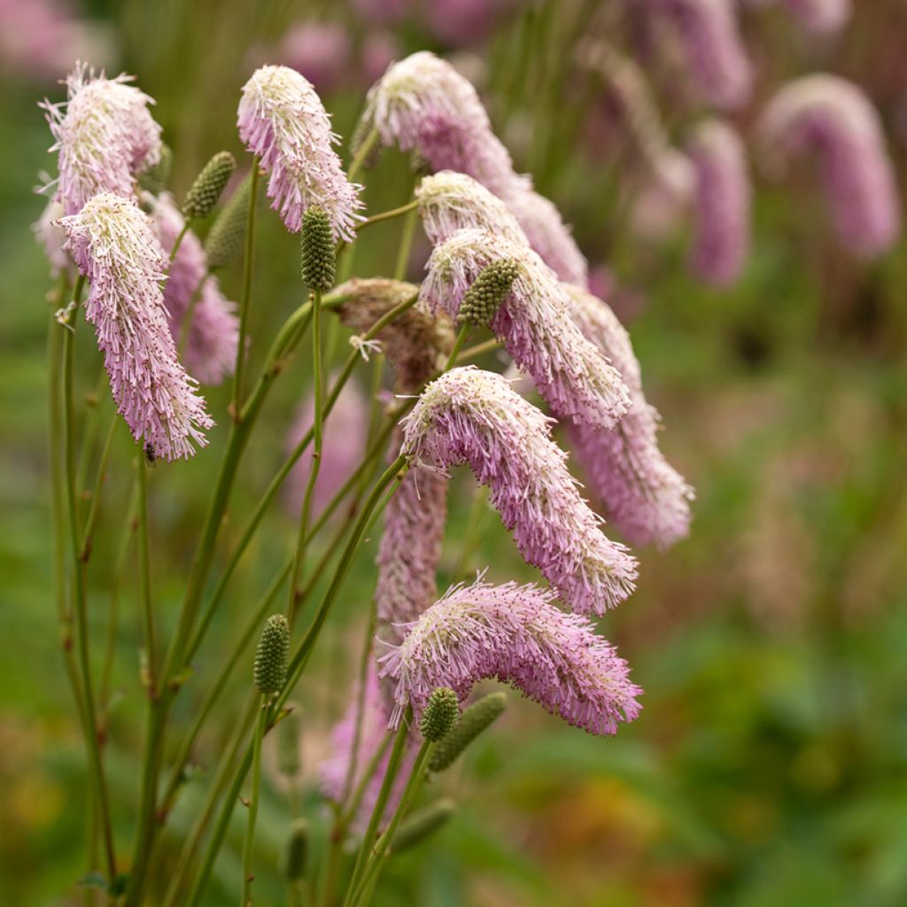 Koreanischer Wiesenknopf - Sanguisorba hakusanensis