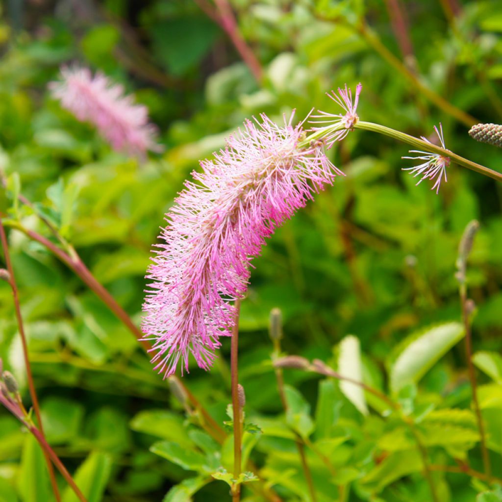 Wiesenknopf - Sanguisorba menziesii