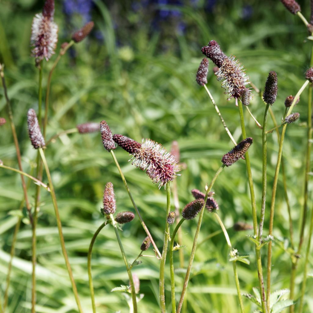 Wiesenknopf - Sanguisorba menziesii