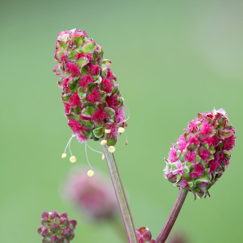 Kleiner Wiesenknopf - Sanguisorba minor