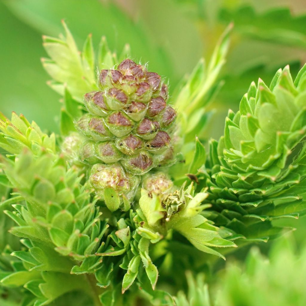 Kleiner Wiesenknopf - Sanguisorba minor