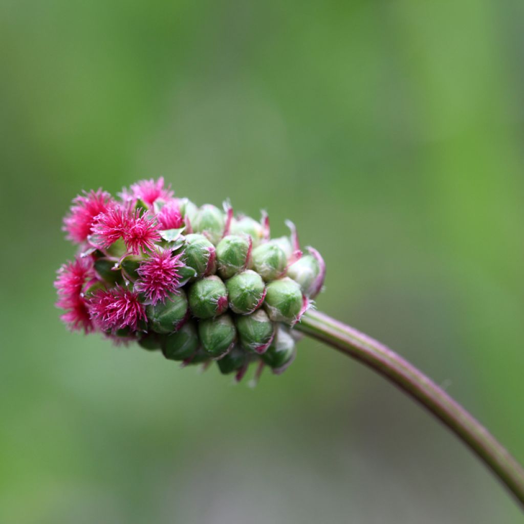 Kleiner Wiesenknopf - Sanguisorba minor