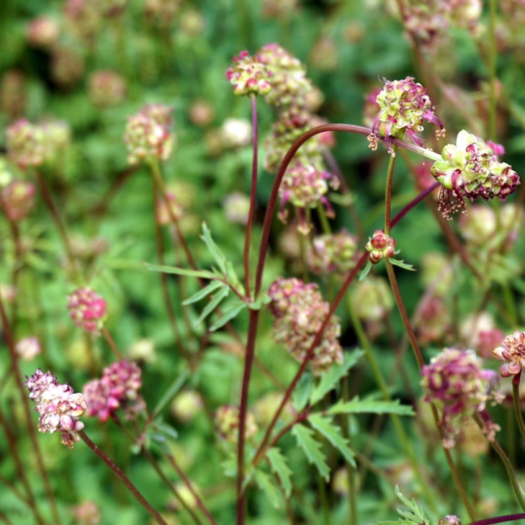 Kleiner Wiesenknopf - Sanguisorba minor