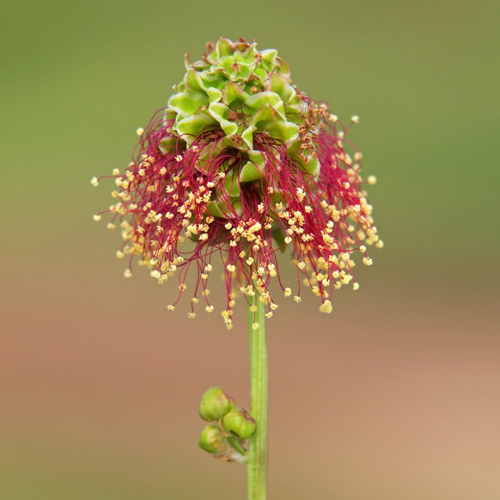 Kleiner Wiesenknopf - Sanguisorba minor