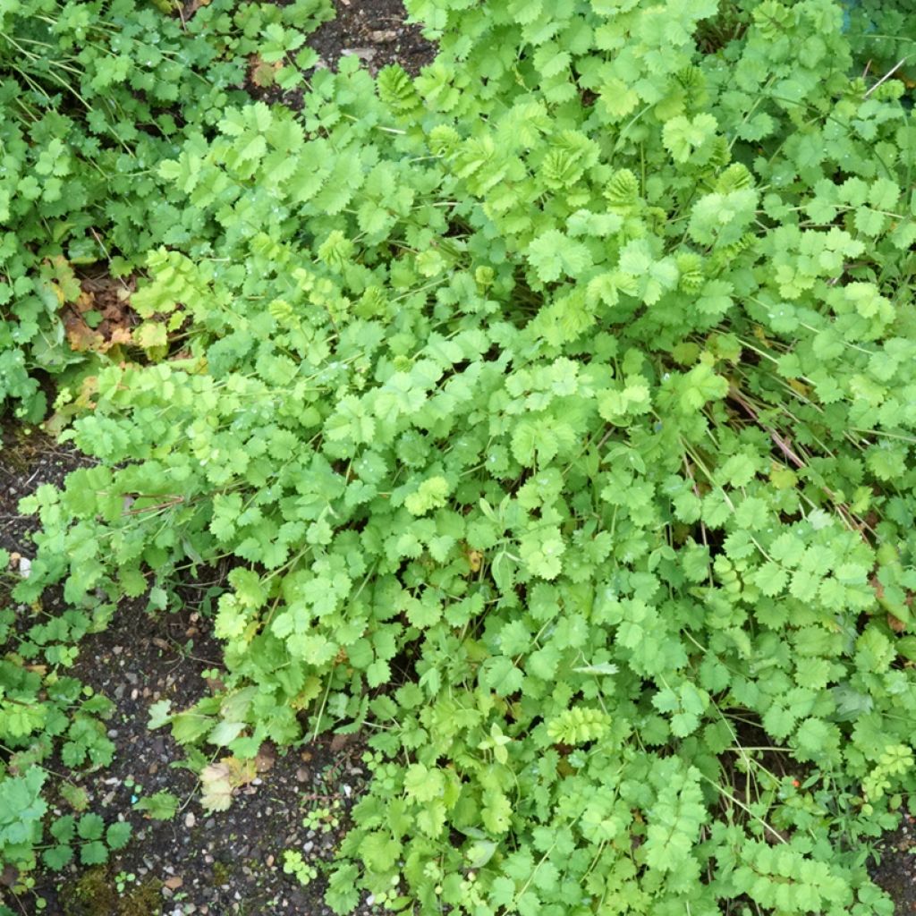 Kleiner Wiesenknopf - Sanguisorba minor