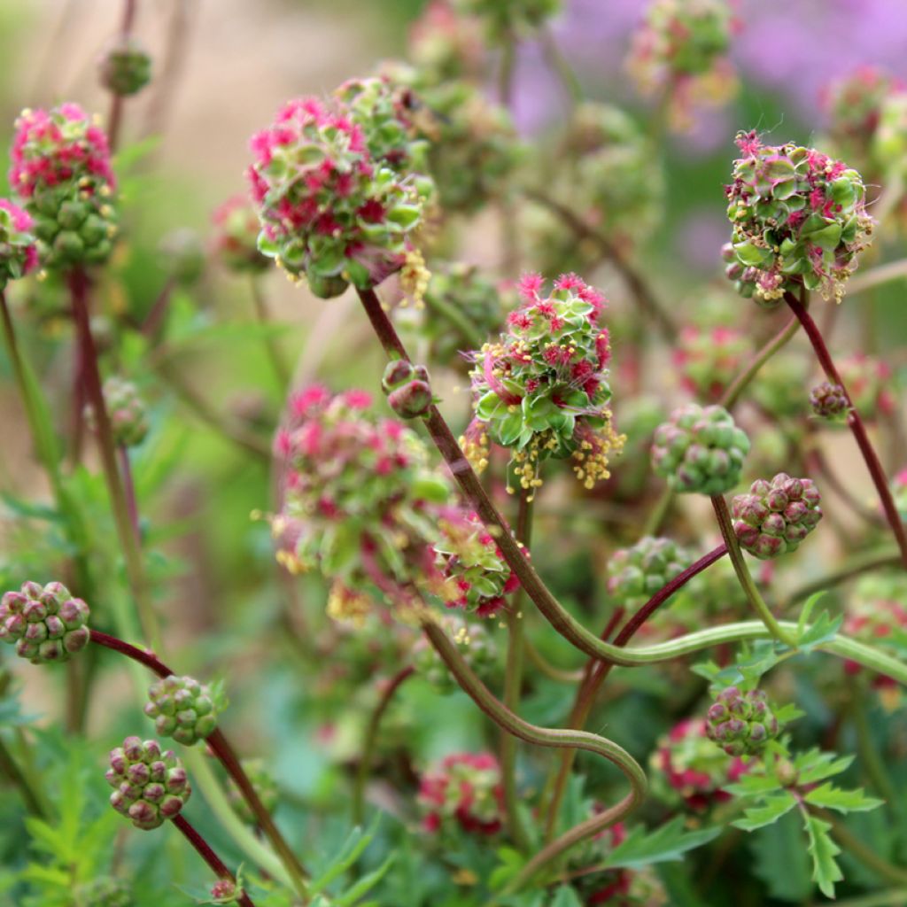 Kleiner Wiesenknopf - Sanguisorba minor