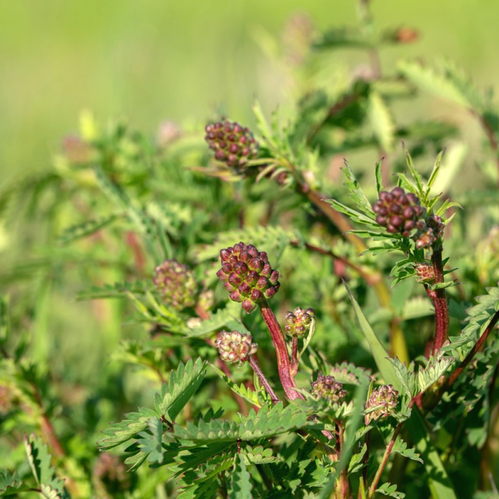 Kleiner Wiesenknopf - Sanguisorba minor