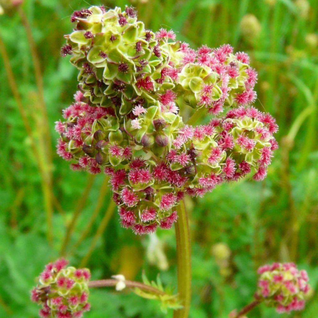 Sanguisorba minor - Petite Pimprenelle