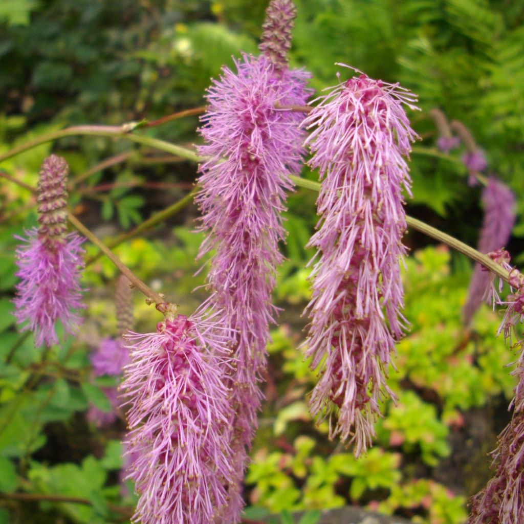 Japanischer Wiesenknopf - Sanguisorba obtusa