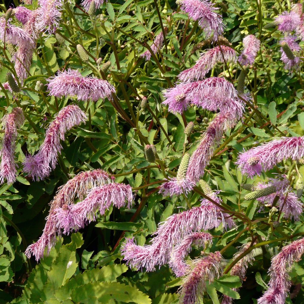 Japanischer Wiesenknopf - Sanguisorba obtusa