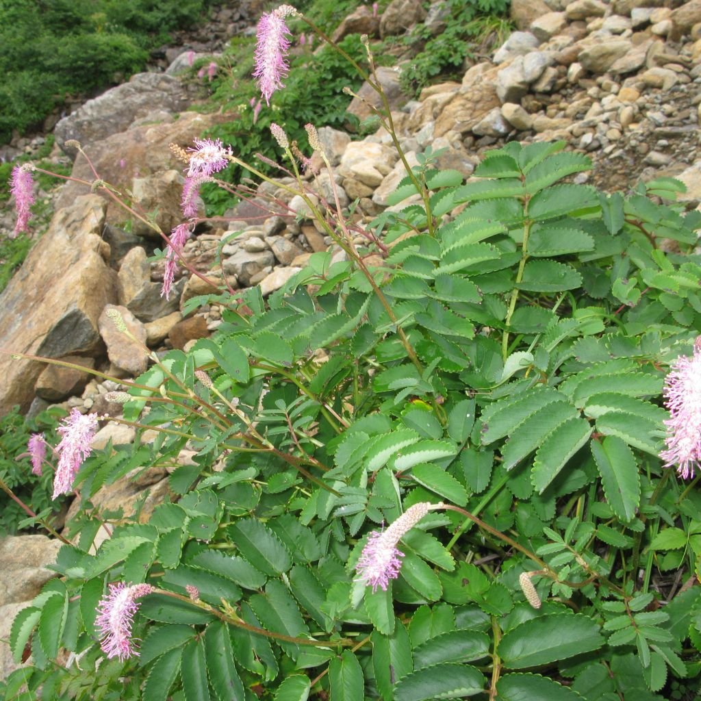 Japanischer Wiesenknopf - Sanguisorba obtusa