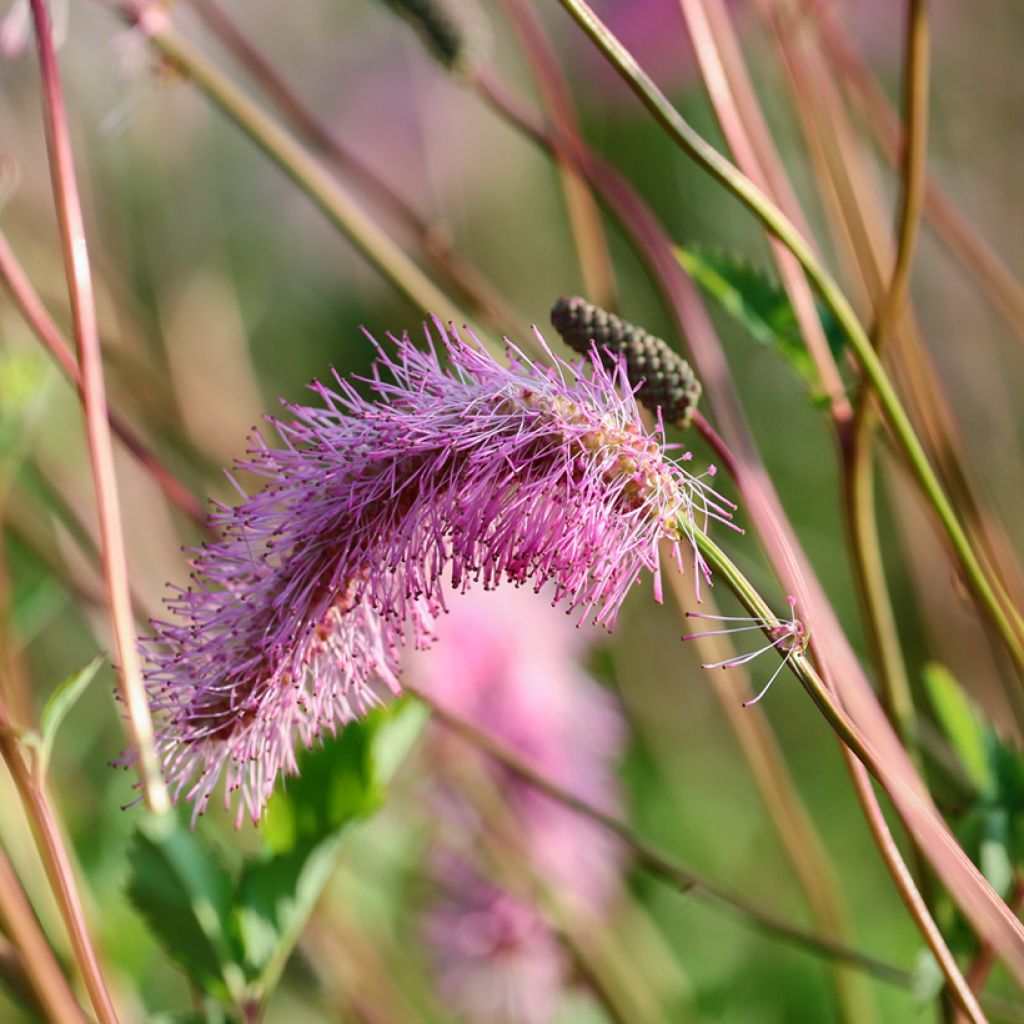 Japanischer Wiesenknopf - Sanguisorba obtusa