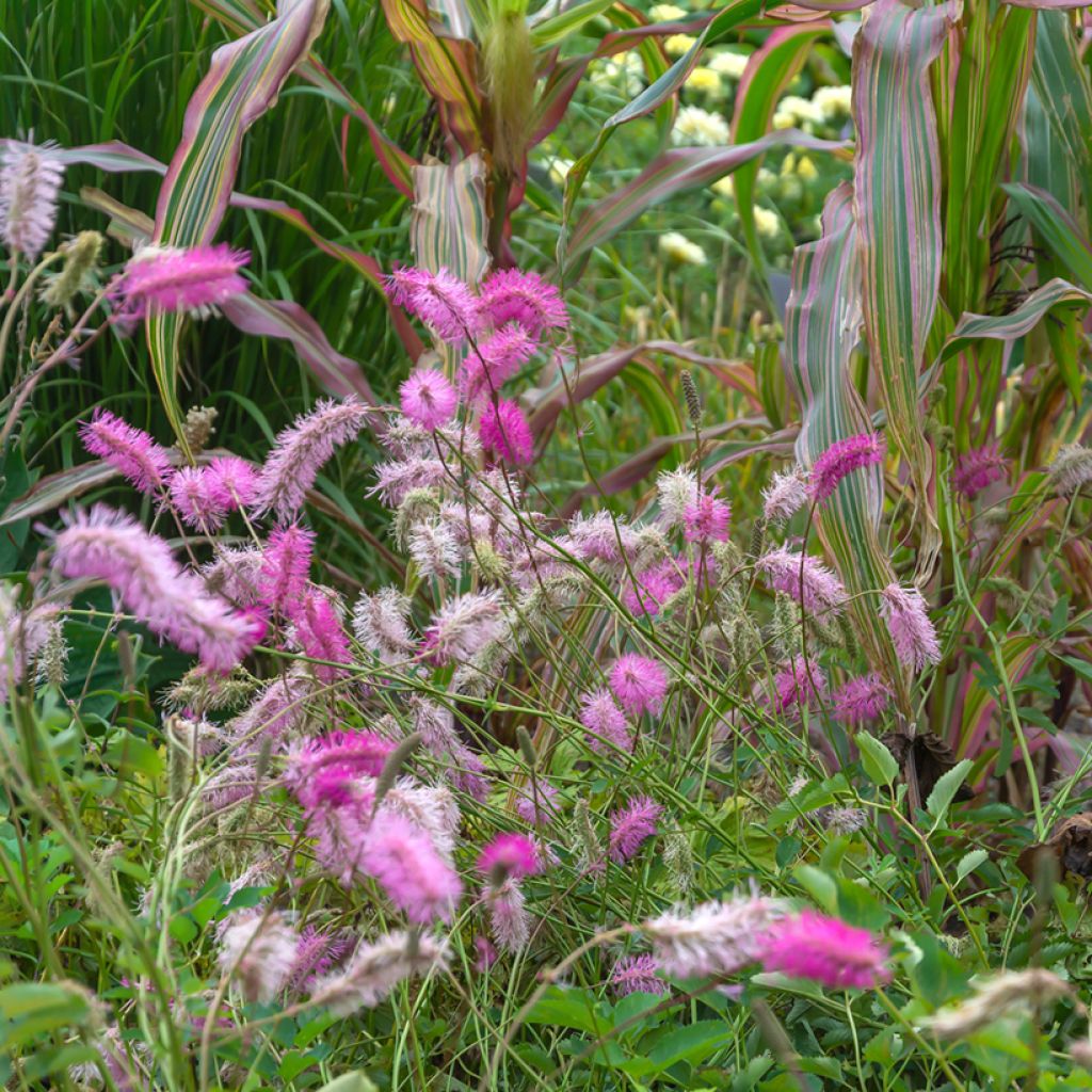 Japanischer Wiesenknopf - Sanguisorba obtusa