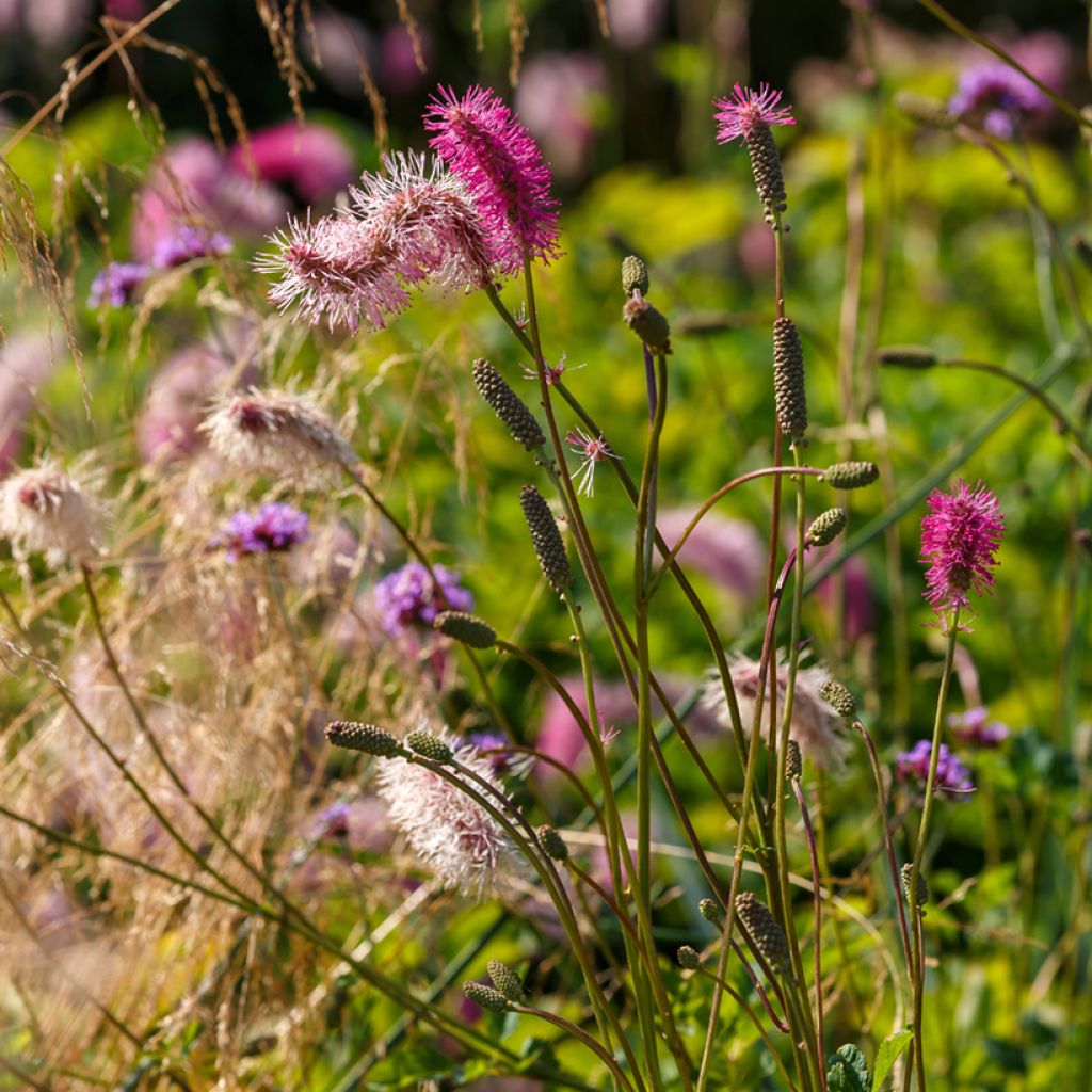 Japanischer Wiesenknopf - Sanguisorba obtusa