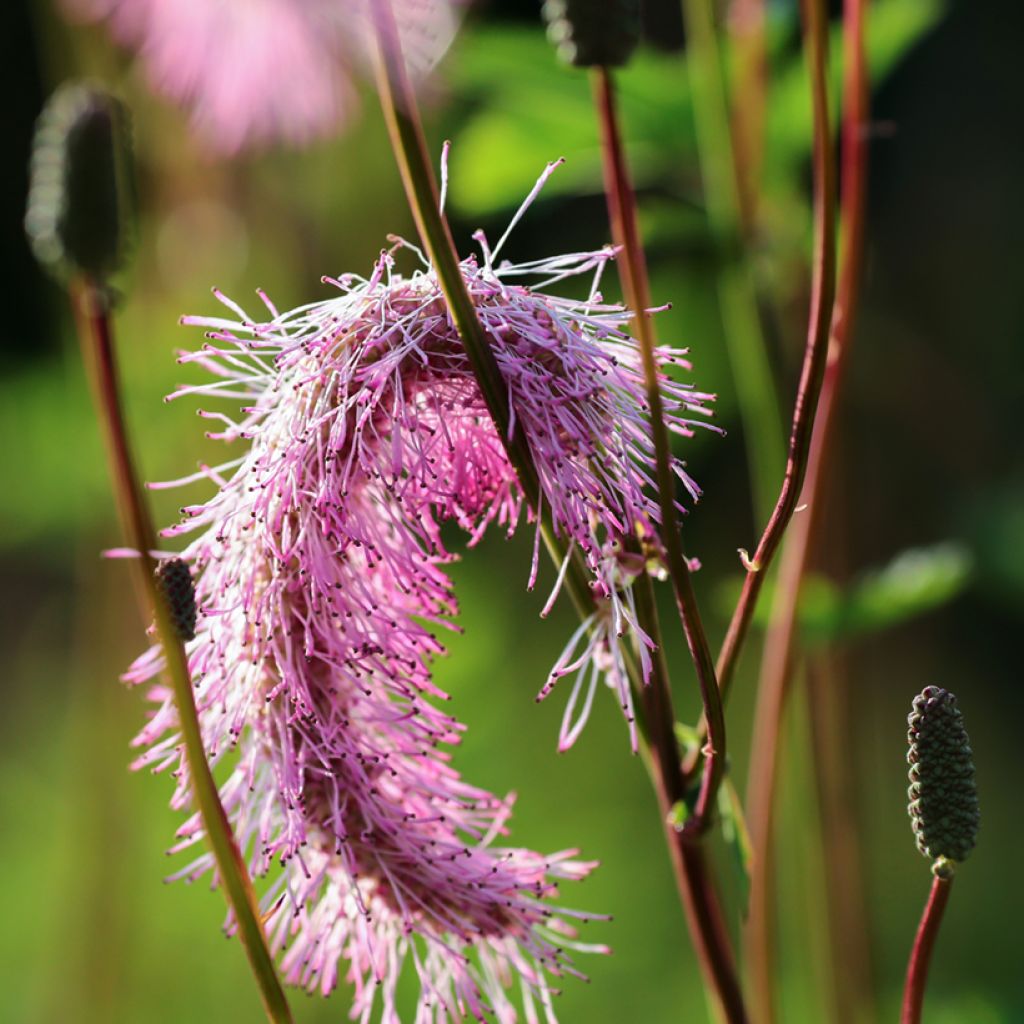 Japanischer Wiesenknopf - Sanguisorba obtusa