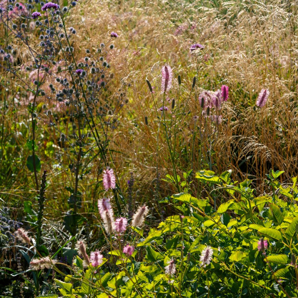 Japanischer Wiesenknopf - Sanguisorba obtusa