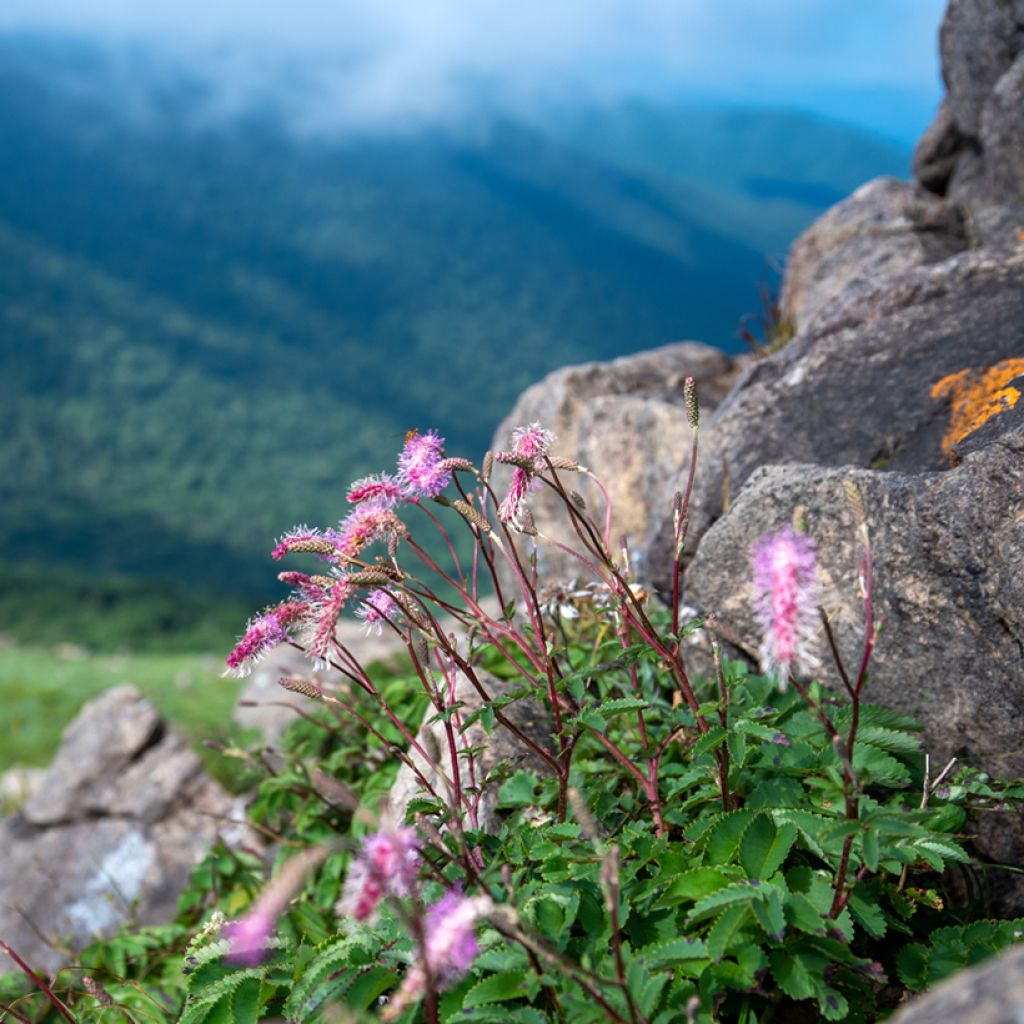 Japanischer Wiesenknopf - Sanguisorba obtusa