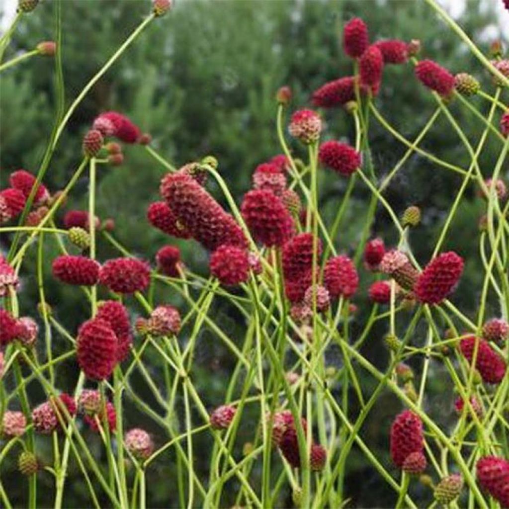 Großer Wiesenknopf Arnhem - Sanguisorba officinalis