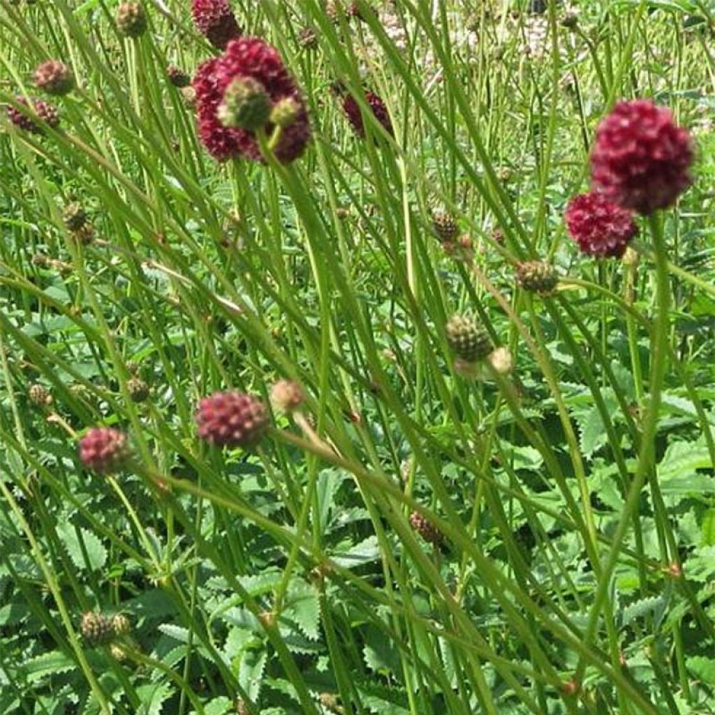 Großer Wiesenknopf Morning Select - Sanguisorba officinalis