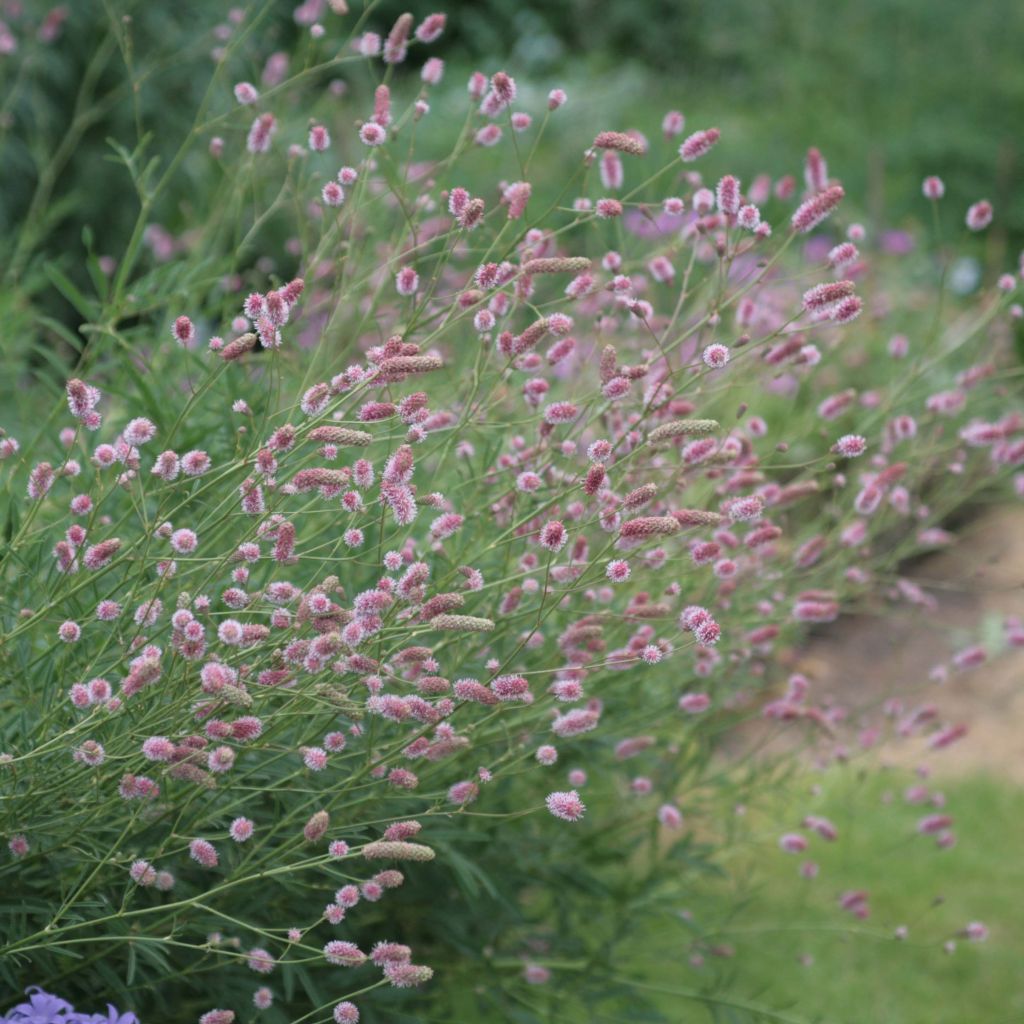 Großer Wiesenknopf Pink Tanna - Sanguisorba officinalis