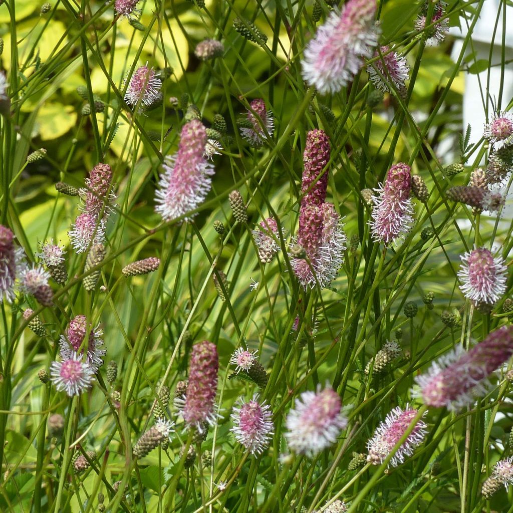 Großer Wiesenknopf Pink Tanna - Sanguisorba officinalis