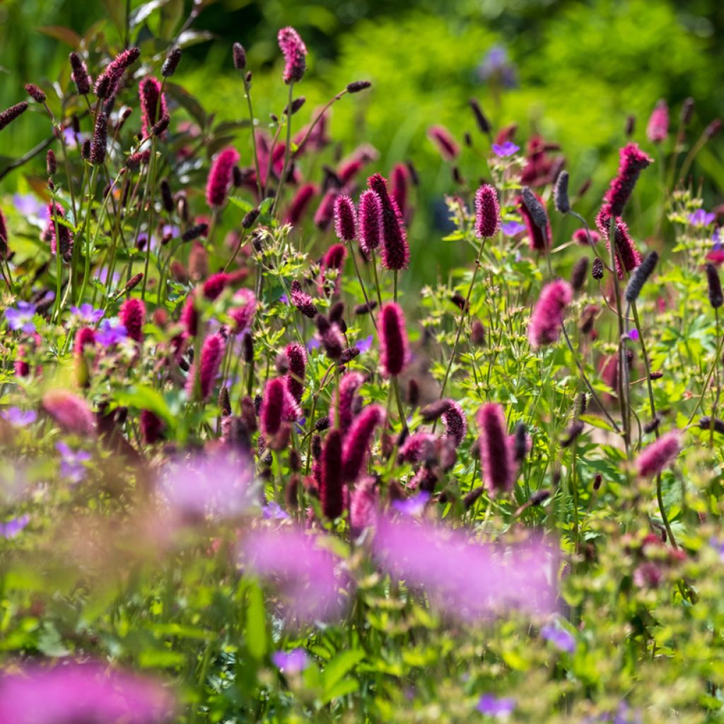 Großer Wiesenknopf Tanna - Sanguisorba officinalis