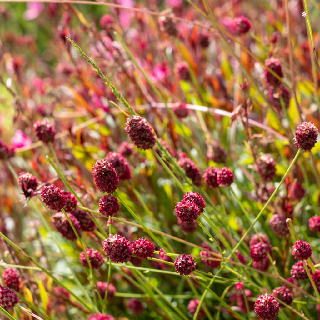 Großer Wiesenknopf Tanna - Sanguisorba officinalis