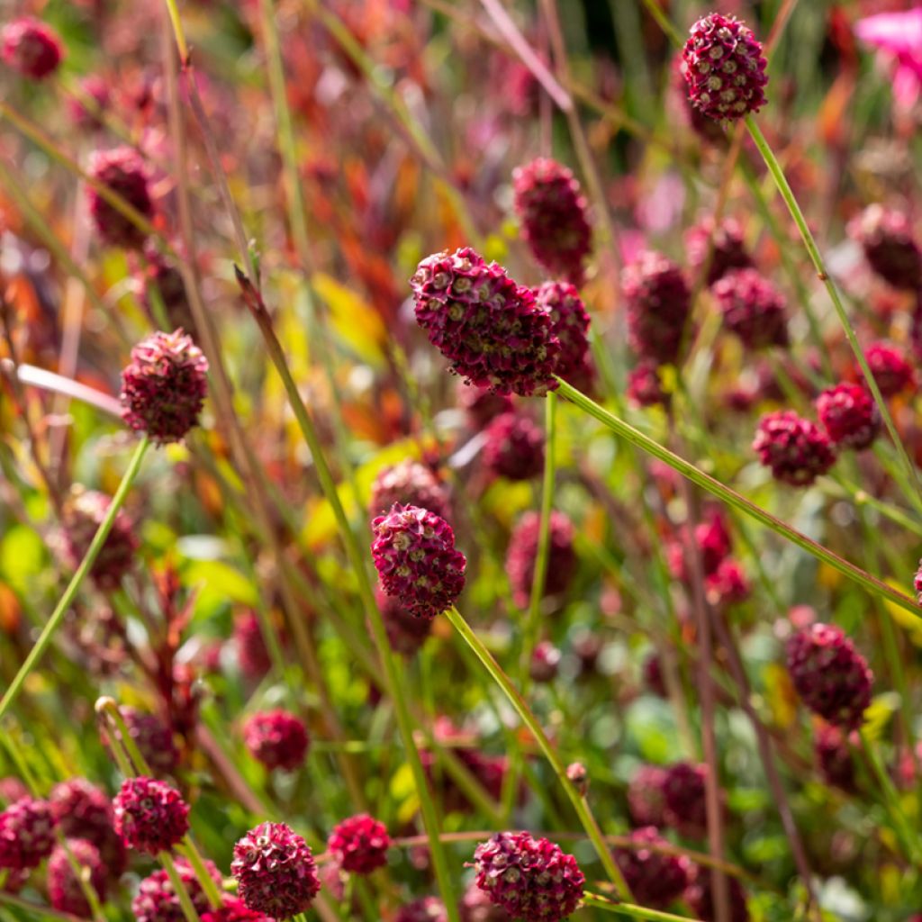 Großer Wiesenknopf Tanna - Sanguisorba officinalis