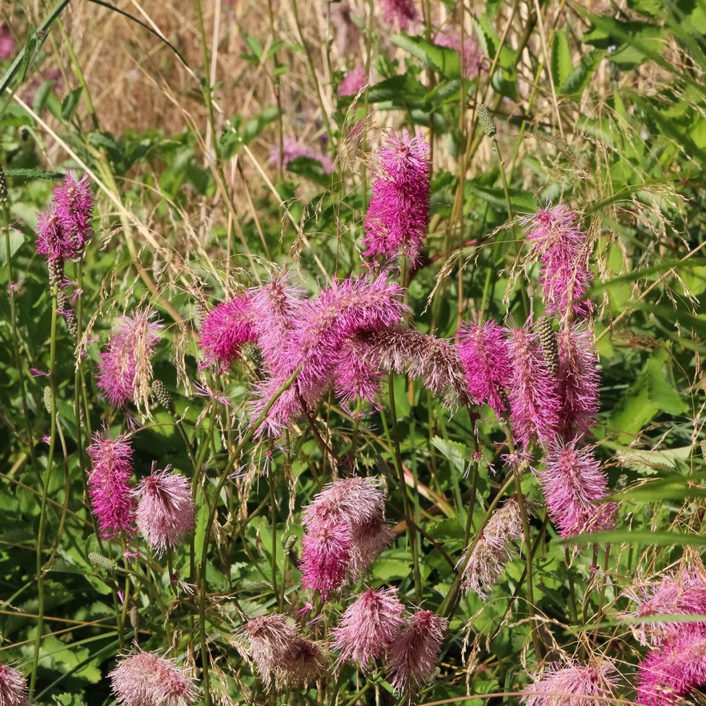 Großer Wiesenknopf Pink Tanna - Sanguisorba officinalis