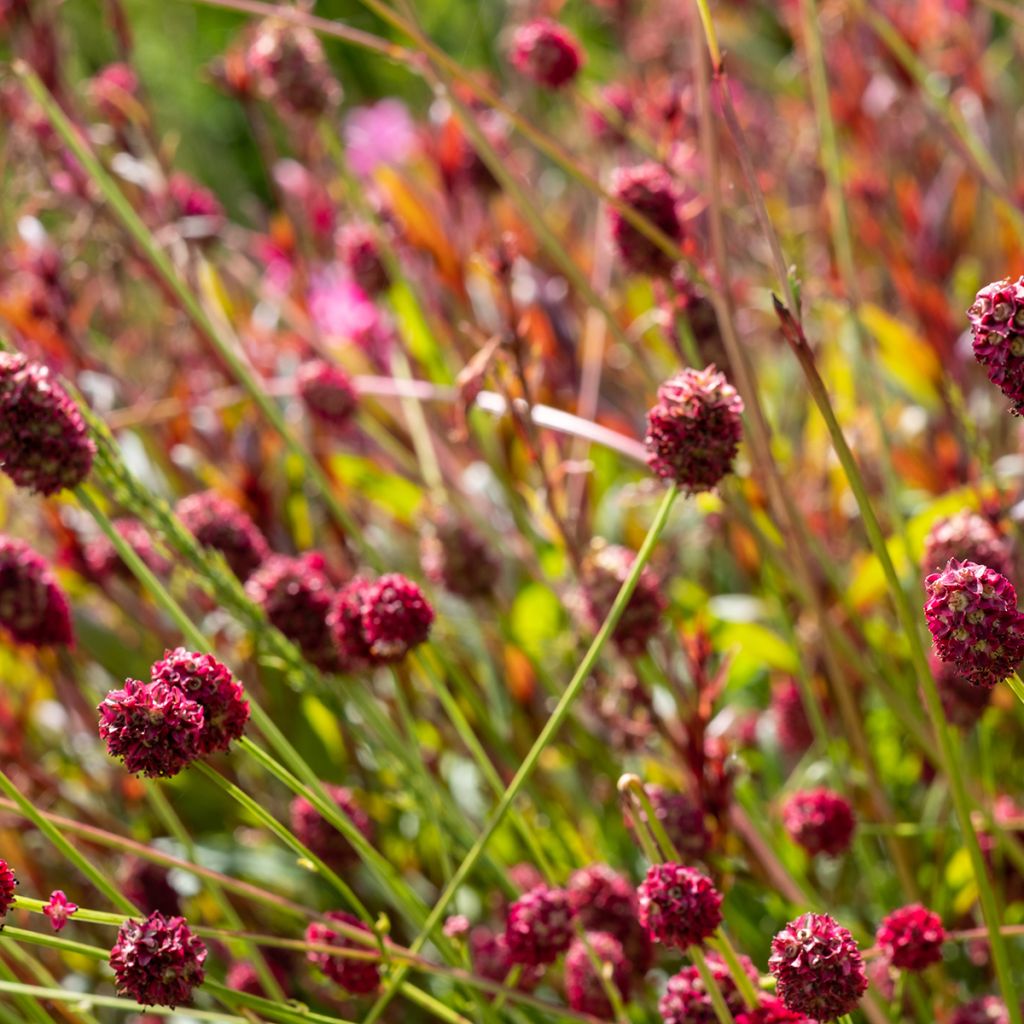 Großer Wiesenknopf Pink Tanna - Sanguisorba officinalis