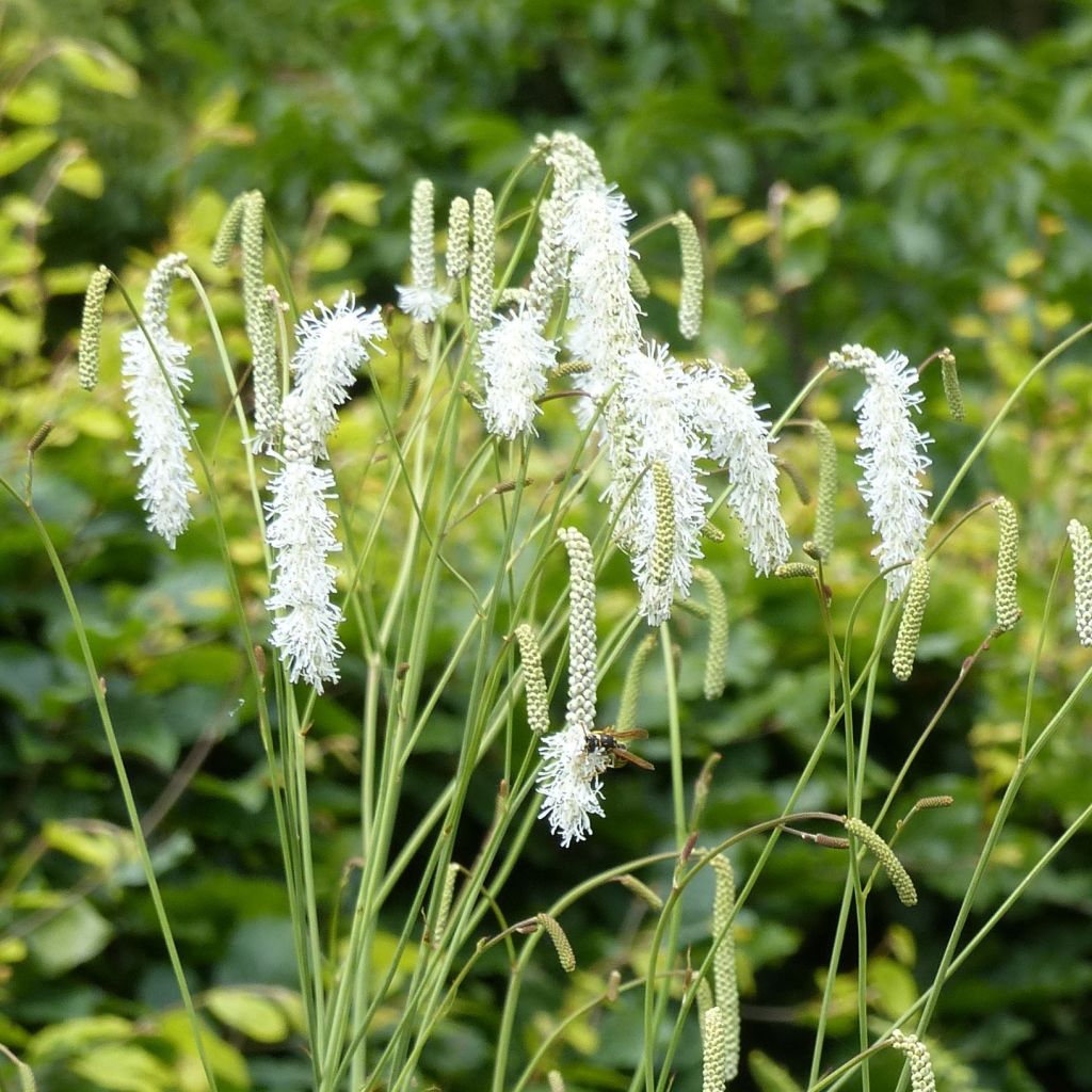 Zierlicher Wiesenknopf Alba - Sanguisorba tenuifolia