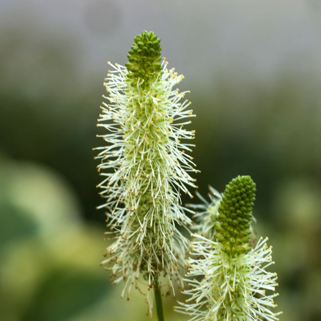 Zierlicher Wiesenknopf Alba - Sanguisorba tenuifolia