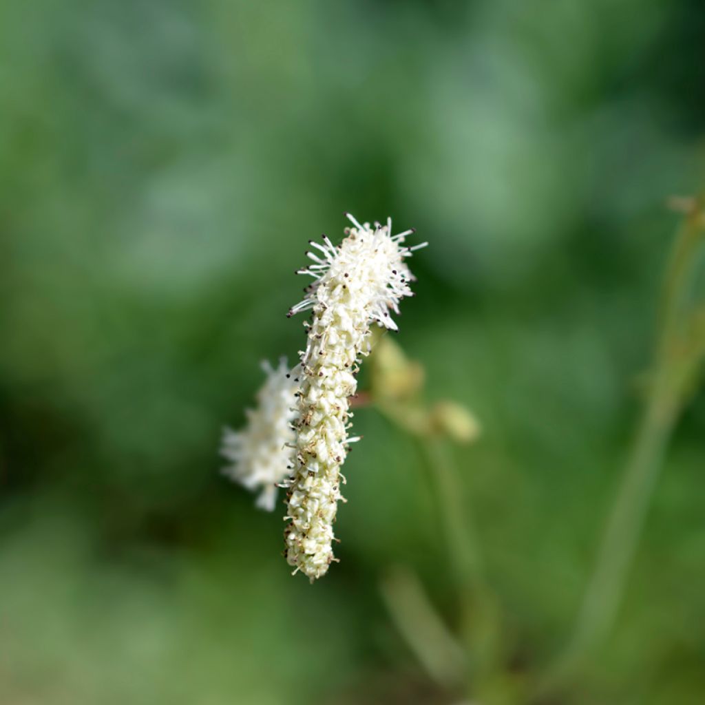 Zierlicher Wiesenknopf Alba - Sanguisorba tenuifolia