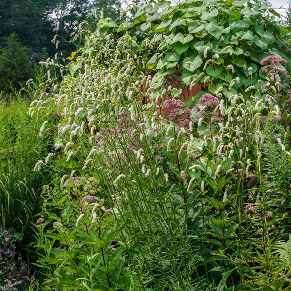 Zierlicher Wiesenknopf Alba - Sanguisorba tenuifolia