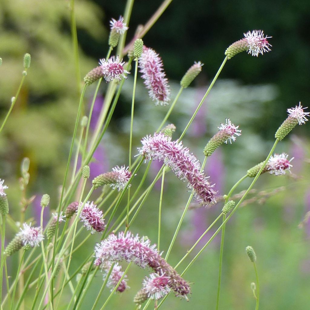 Sanguisorba tenuifolia var. Purpurea - Pimprenelle à fines feuilles