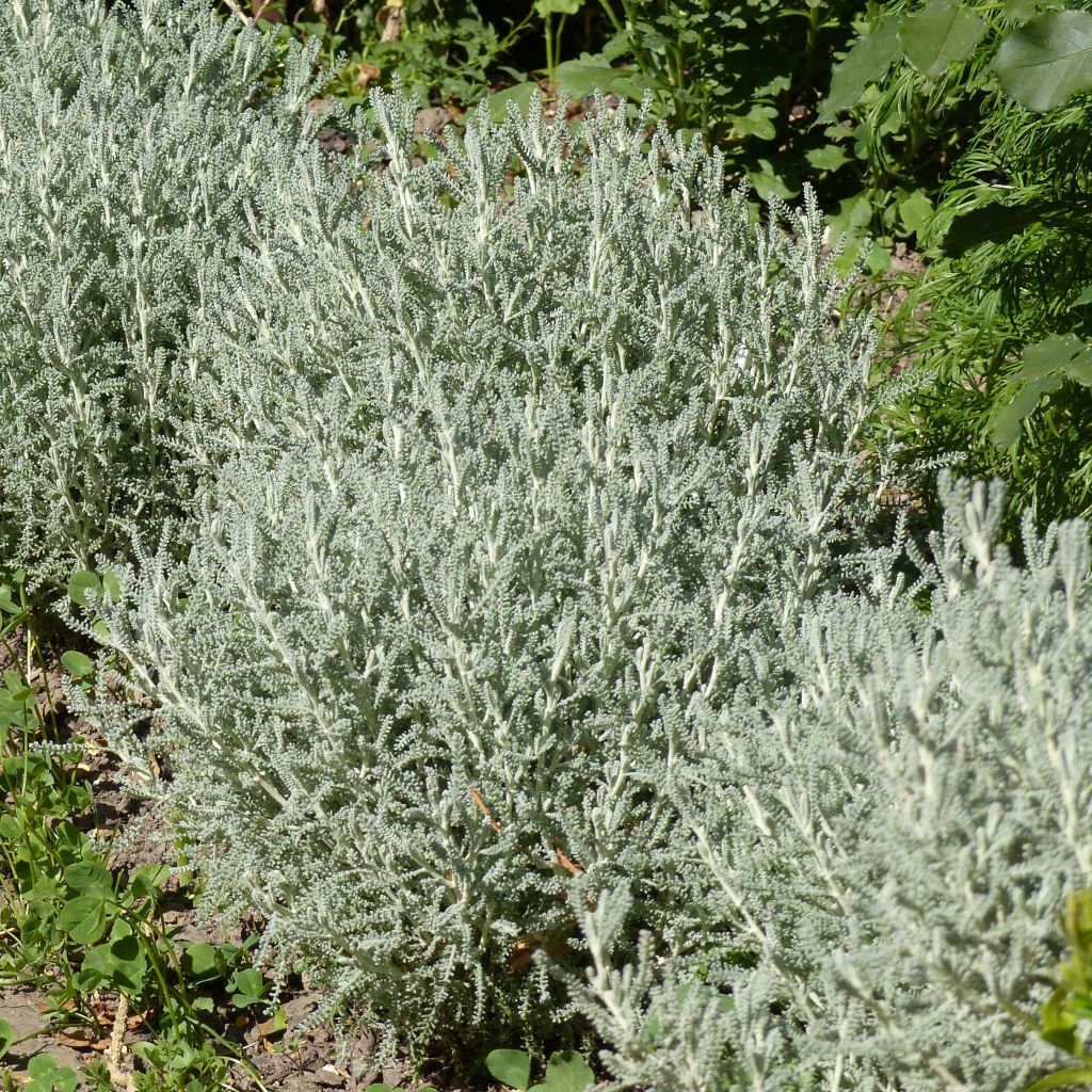 Santolina chamaecyparissus - Santoline argentée  