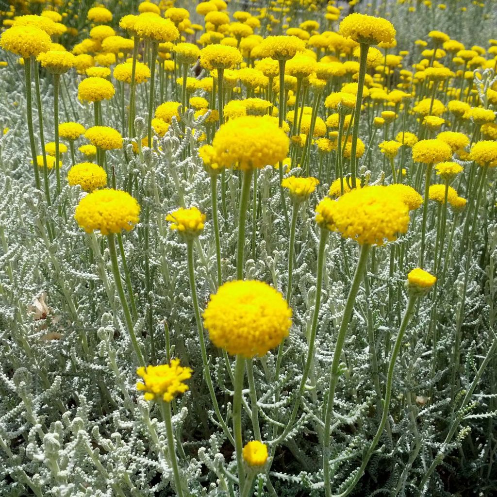 Santolina chamaecyparissus - Santoline argentée  