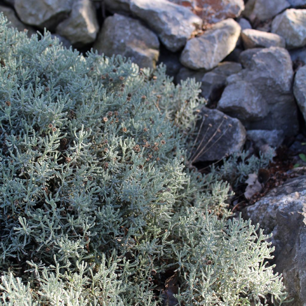 Santolina chamaecyparissus - Santoline argentée  