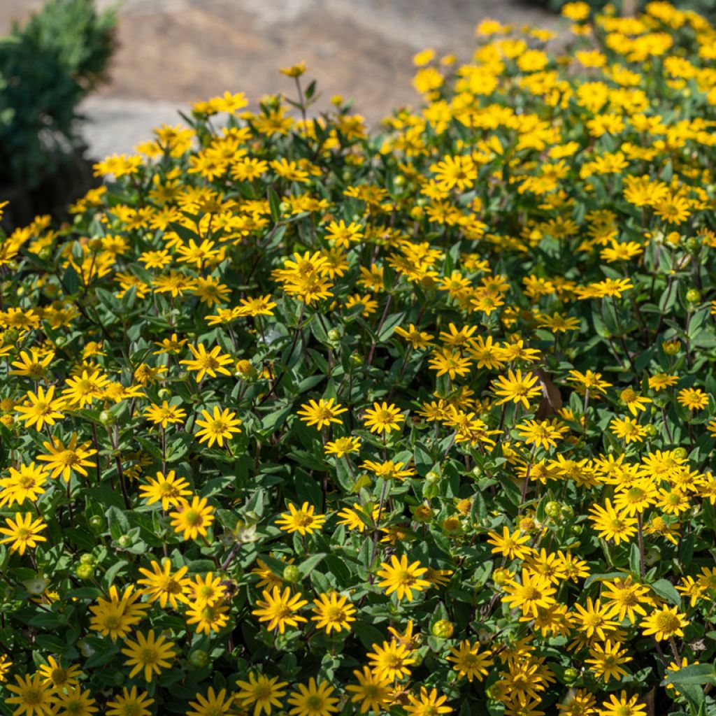 Sanvitalia speciosa Aztekengold - Husarenknopf