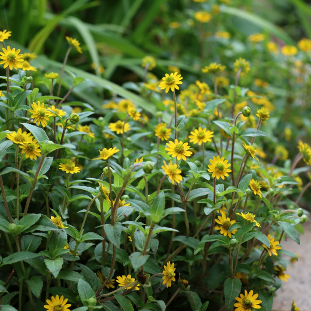 Sanvitalia speciosa Aztekengold - Husarenknopf