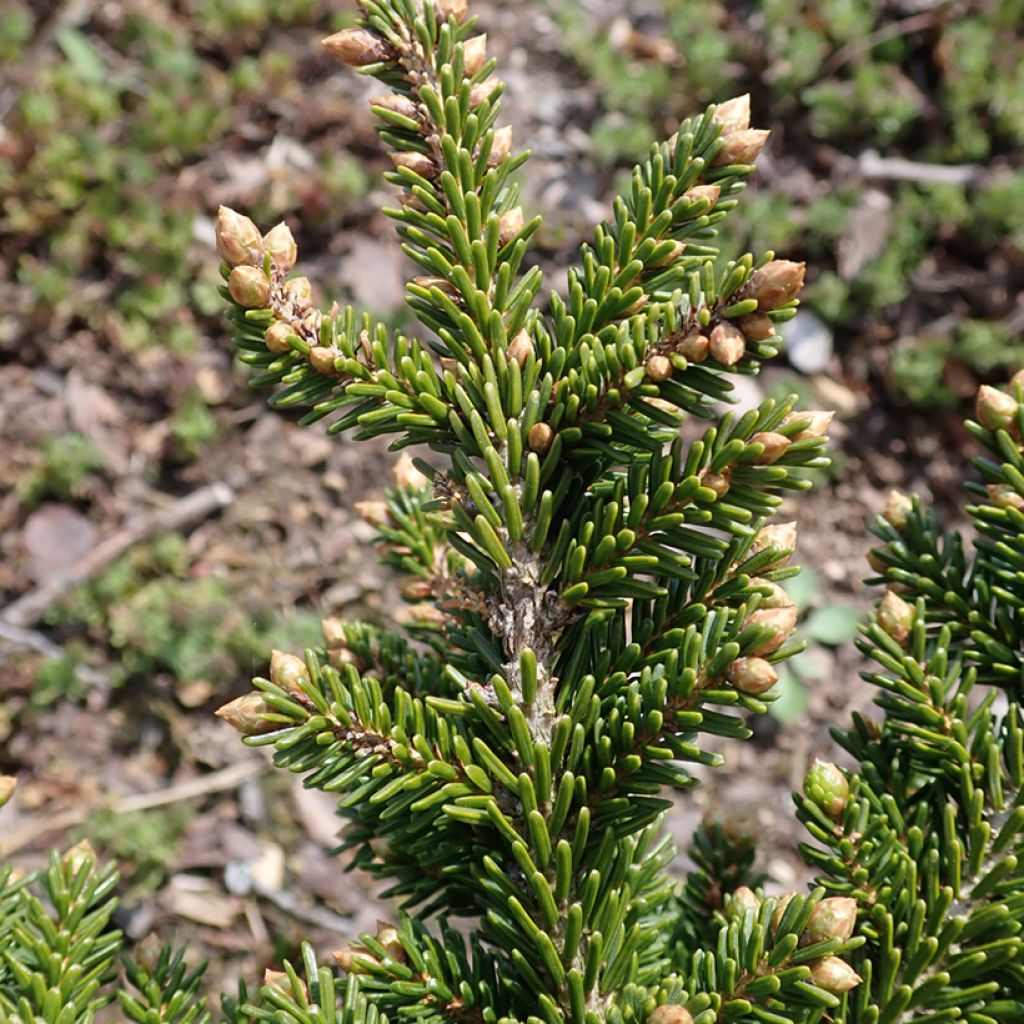 Picea orientalis Jewel