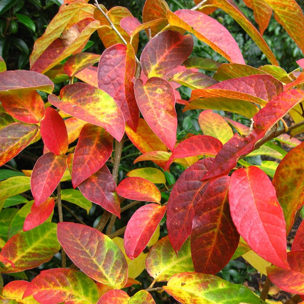 Sapium japonicum - Japanischer Seifenbaum