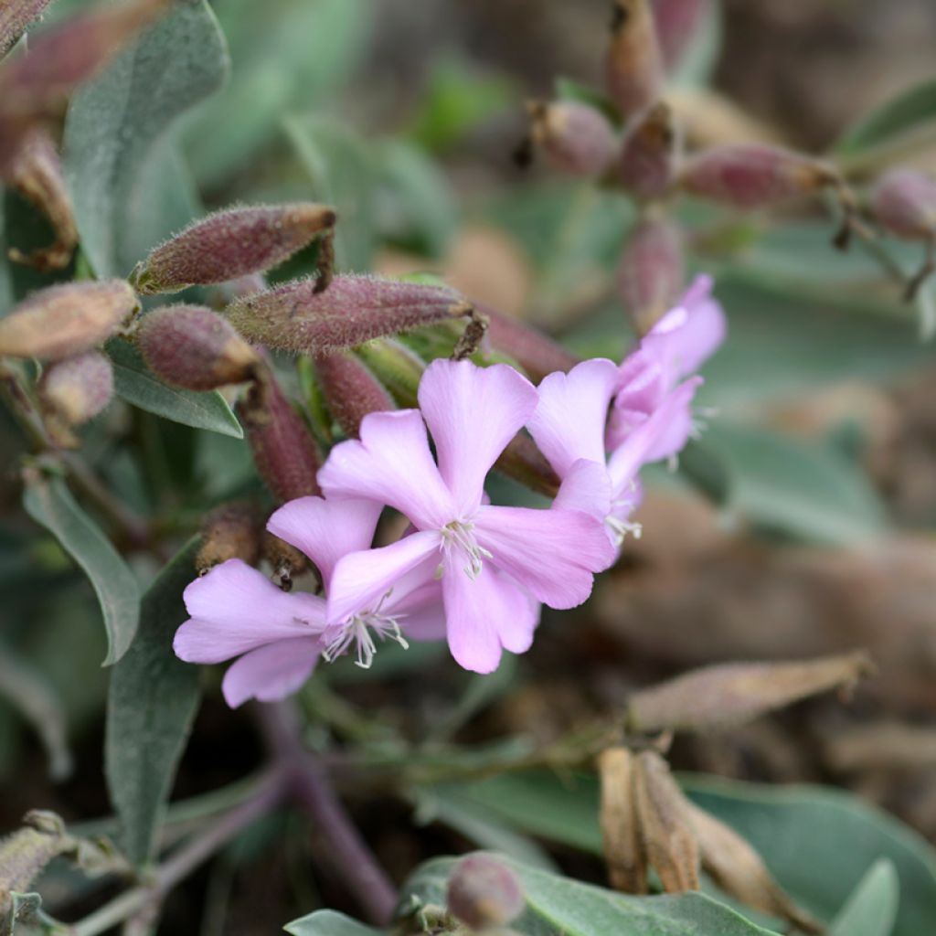 Saponaria Max Frei - Seifenkraut