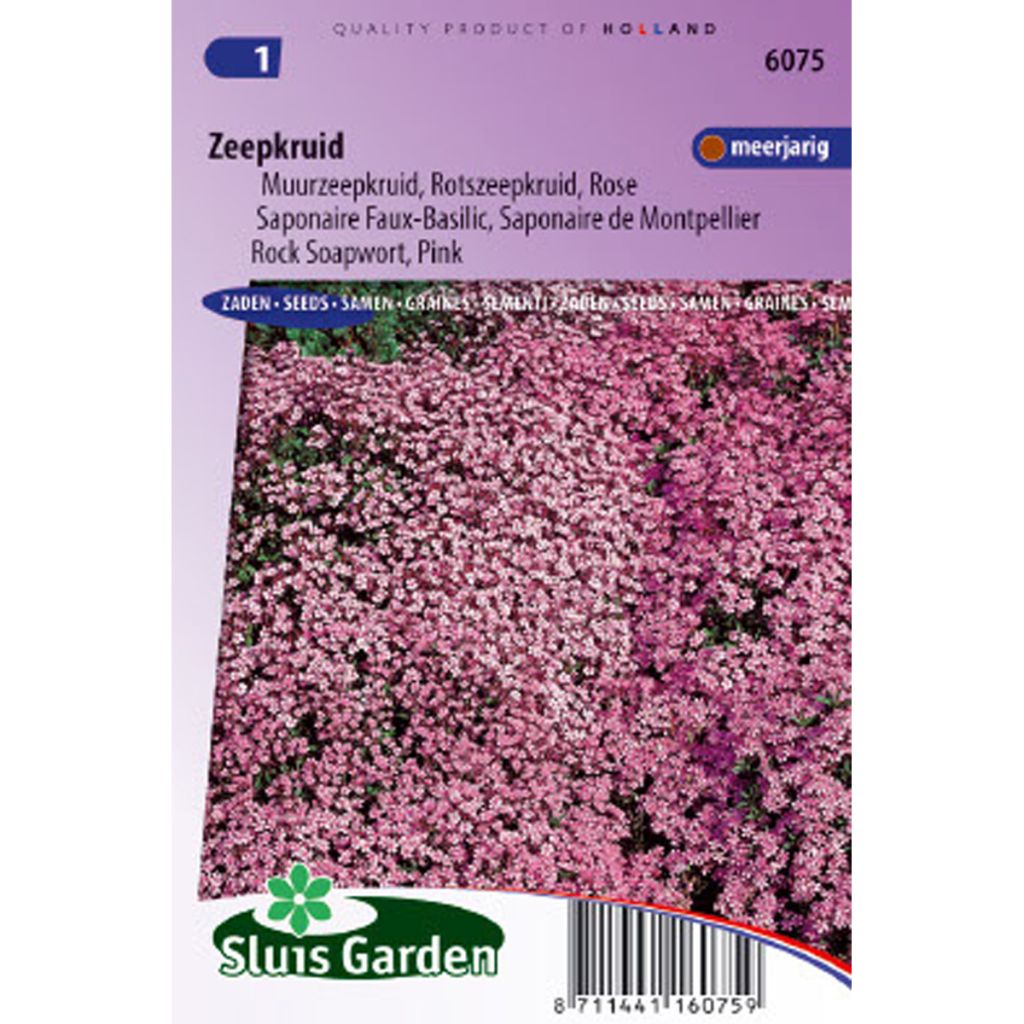 Saponaria ocymoides (Samen) - Rotes Seifenkraut