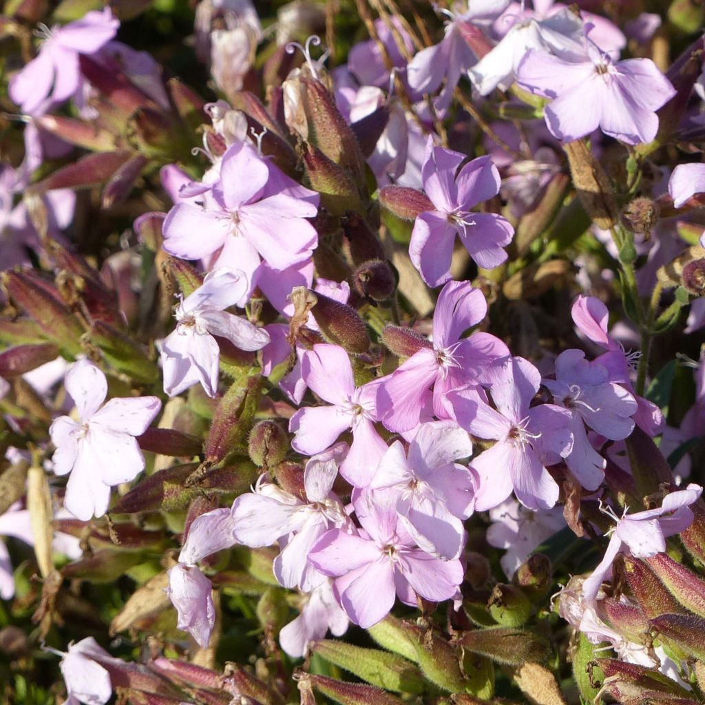 Saponaria Max Frei - Seifenkraut