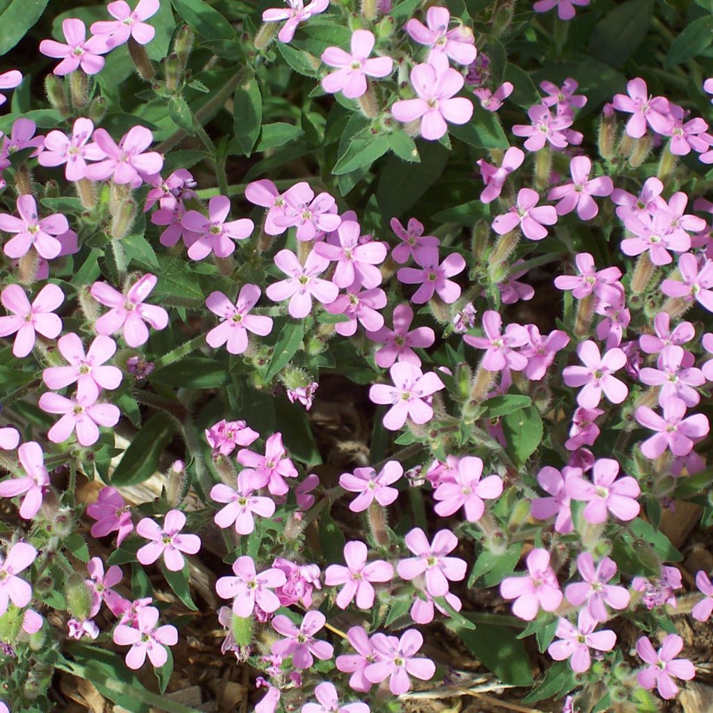 Saponaria ocymoides - Rotes Seifenkraut