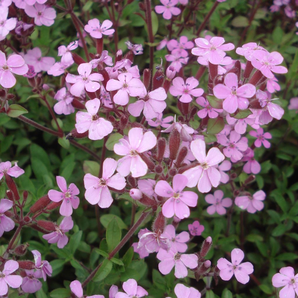 Saponaria ocymoides - Rotes Seifenkraut