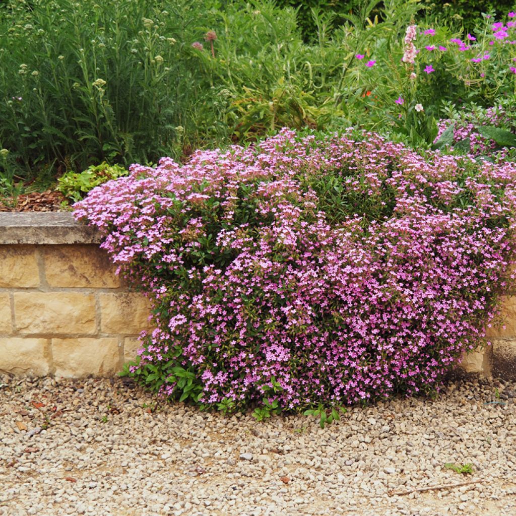 Saponaria ocymoides - Rotes Seifenkraut