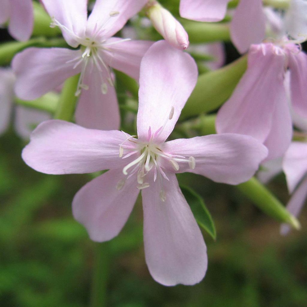 Saponaria officinalis - Gemeines Seifenkraut