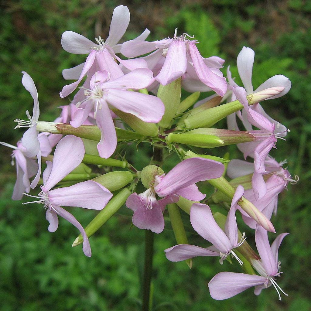 Saponaria officinalis - Gemeines Seifenkraut